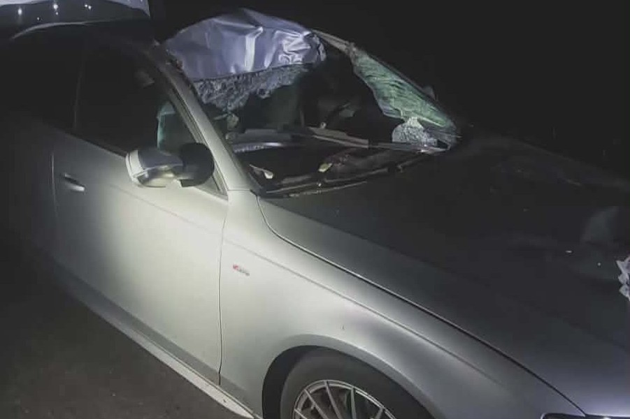 Łoś wbiegł pod jadące auto. Groźne zdarzenie na terenie miasta